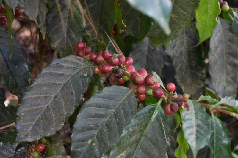 La Terza Artisan Coffee Roasterie